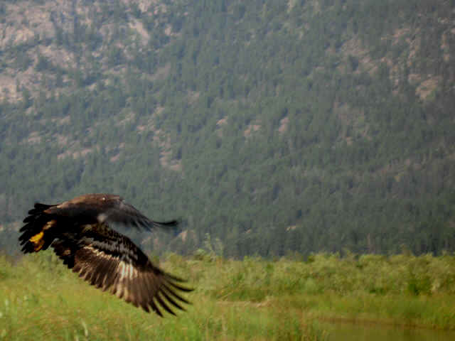 golden eagle flying. EAGLE IN LOW FLIGHT OVER THE