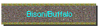 Bison/Buffalo