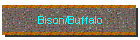 Bison/Buffalo