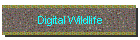 Digital Wildlife