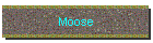 Moose