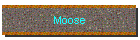 Moose