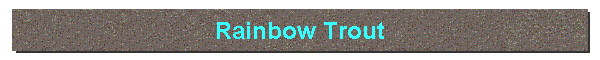 Rainbow Trout