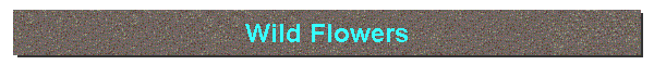 Wild Flowers