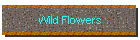 Wild Flowers