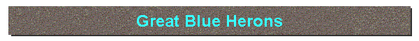 Great Blue Herons