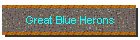 Great Blue Herons
